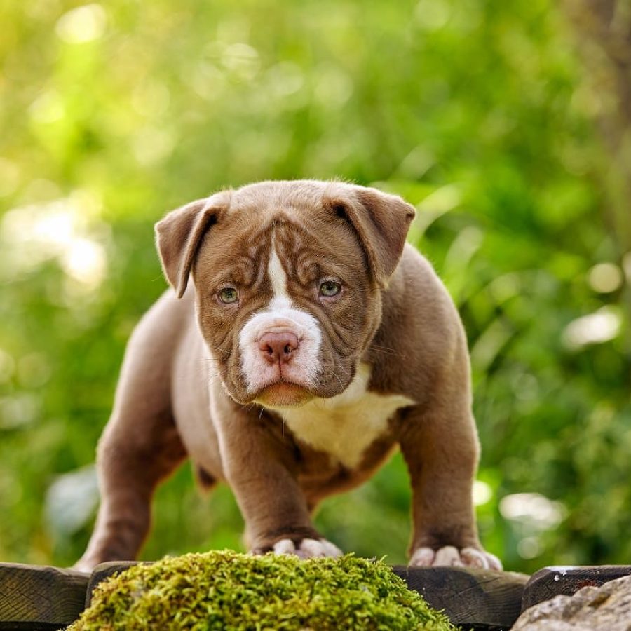 american-bully-puppy-purple-on-wooden-walkway-in-t-2023-12-06-05-06-45-utc