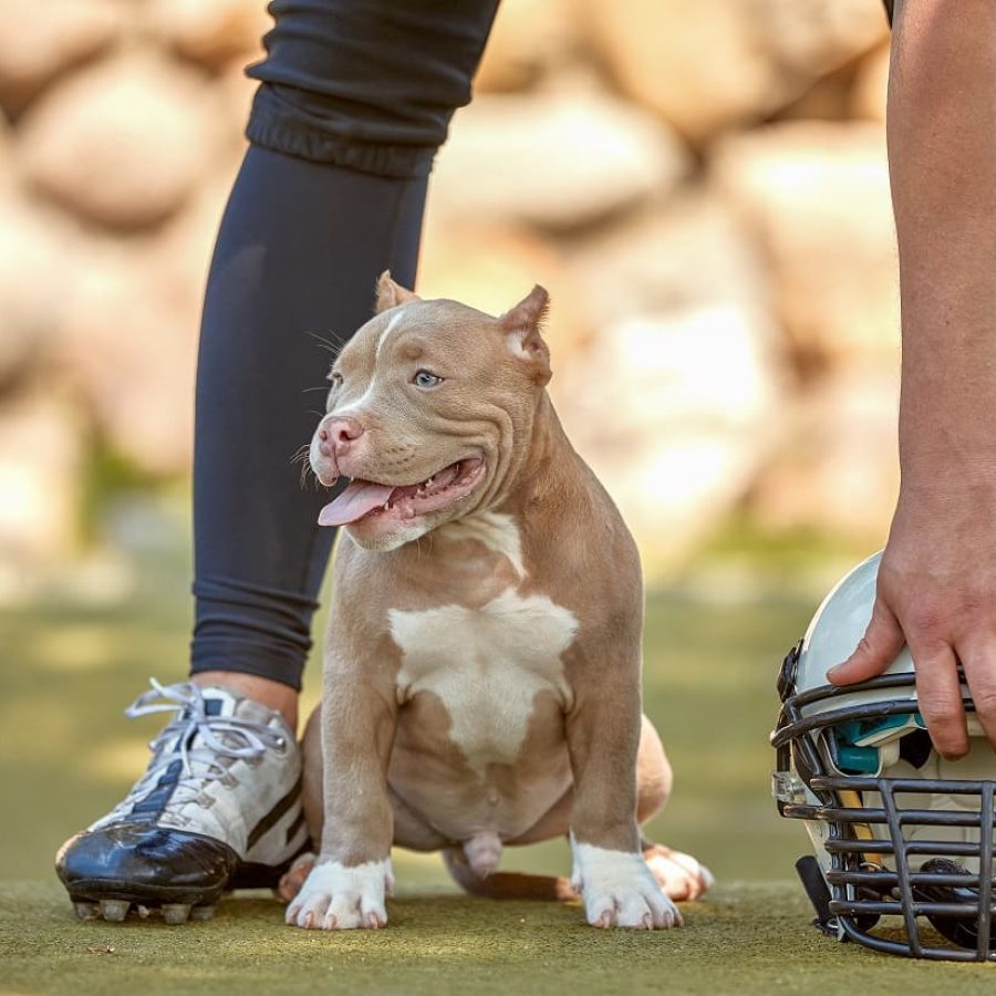 american-football-player-with-a-dog-posing-on-came-2024-05-17-16-06-06-utc