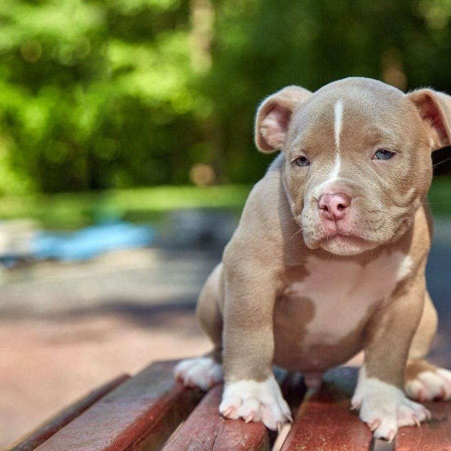 cute-puppy-american-bulli-sits-on-a-wooden-bench-i-2024-07-16-05-11-54-utc