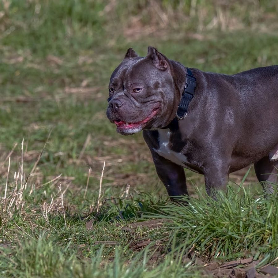 dark-brown-staffordshire-terrier-standing-in-the-g-2023-11-27-05-35-54-utc